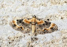 Attēlu rezultāti vaicājumam “Eupithecia linariata”