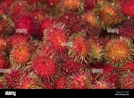 Image result for Litchi chinensis