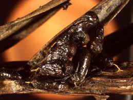 Attēlu rezultāti vaicājumam “Leocarpus fragilis stalked”