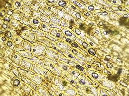 Attēlu rezultāti vaicājumam “Pylaisia polyantha”