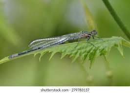 Attēlu rezultāti vaicājumam “Coenagrion puella male”