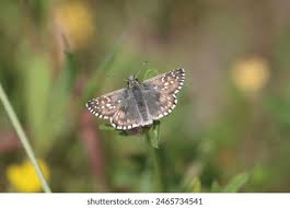 Attēlu rezultāti vaicājumam “Pyrgus alveus”