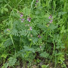 Attēlu rezultāti vaicājumam “Vicia sepium fruit”
