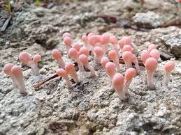 Attēlu rezultāti vaicājumam “Dibaeis baeomyces”