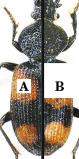 Attēlu rezultāti vaicājumam “Panagaeus cruxmajor”