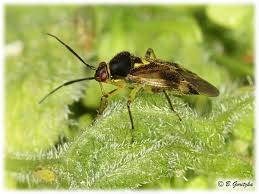 Attēlu rezultāti vaicājumam “Orthops basalis”