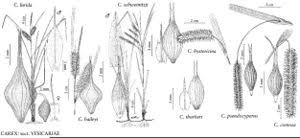 Attēlu rezultāti vaicājumam “Carex pseudocyperus”