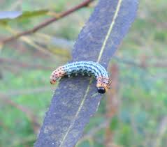 Attēlu rezultāti vaicājumam “Nematus salicis”