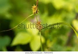 Attēlu rezultāti vaicājumam “Carex lepidocarpa”