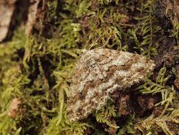 Attēlu rezultāti vaicājumam “Ectropis crepuscularia”