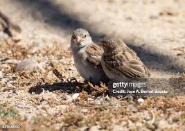 Attēlu rezultāti vaicājumam “Passer domesticus juvenile”