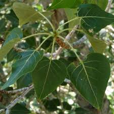 Attēlu rezultāti vaicājumam “Populus x jackii flower”