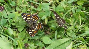 Attēlu rezultāti vaicājumam “Araschnia levana”