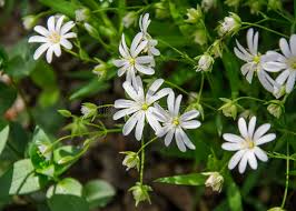 Attēlu rezultāti vaicājumam “Stellaria holostea flower”