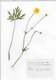 Attēlu rezultāti vaicājumam “Ranunculus polyanthemos”