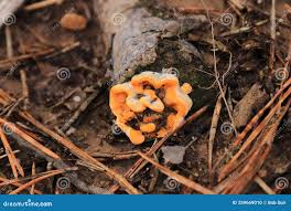 Attēlu rezultāti vaicājumam “Dacrymyces stillatus”