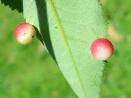 Attēlu rezultāti vaicājumam “Diplolepis eglanteriae”