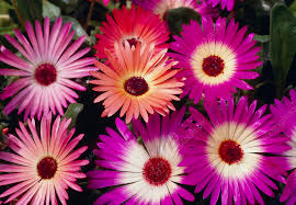 Image result for Mesembryanthemum criniflorum