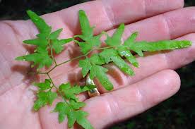 Attēlu rezultāti vaicājumam “Lignydium muscorum young”