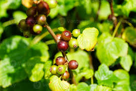 Attēlu rezultāti vaicājumam “Ribes nigrum fruit”