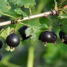 Attēlu rezultāti vaicājumam “Ribes uva-crispa fruit”