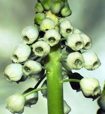 Attēlu rezultāti vaicājumam “Muscari botryoides flower”