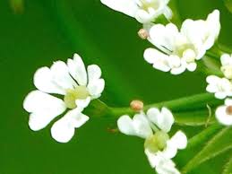 Attēlu rezultāti vaicājumam “Chaerophyllum aromaticum flower”