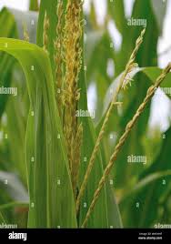 Attēlu rezultāti vaicājumam “Zea mays male flower”