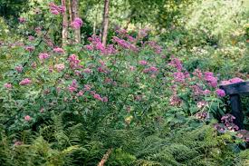 Image result for Eupatorium cannabinum