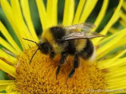 Attēlu rezultāti vaicājumam “Tortula lingulata macro”