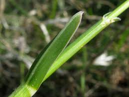 Attēlu rezultāti vaicājumam “Sesleria caerulea”