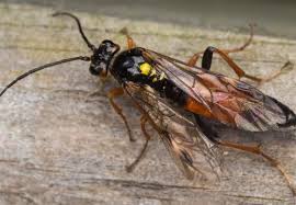 Attēlu rezultāti vaicājumam “Tenthredo campestris female”