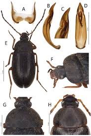 Attēlu rezultāti vaicājumam “Isomira murina”