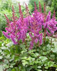 Image result for Astilbe
