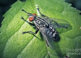 Attēlu rezultāti vaicājumam “Sarcophaga carnaria”