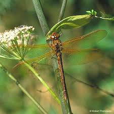 Attēlu rezultāti vaicājumam “Aeshna grandis”