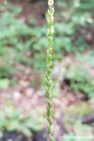 Attēlu rezultāti vaicājumam “Plantago uniflora leaf”