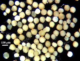 Attēlu rezultāti vaicājumam “Physarum luteolum spores”