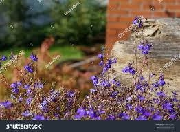 Attēlu rezultāti vaicājumam “Lobelia dortmanna flower”