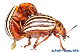 Attēlu rezultāti vaicājumam “Leptinotarsa decemlineata”