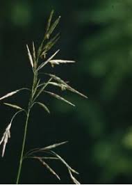 Attēlu rezultāti vaicājumam “Bromopsis inermis”