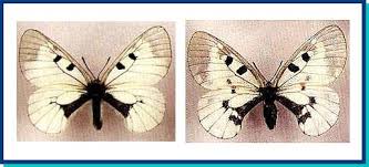 Attēlu rezultāti vaicājumam “Parnassius mnemosyne underside”