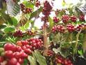 Saffron Caffe  Christmas Coffee Cherries
