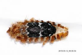 Attēlu rezultāti vaicājumam “Megatoma undata”