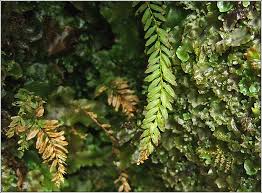 Attēlu rezultāti vaicājumam “Plagiomnium undulatum”