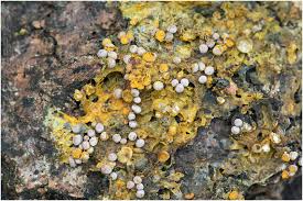 Attēlu rezultāti vaicājumam “Perichaena corticalis macro”