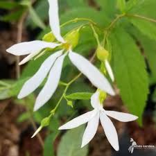 Attēlu rezultāti vaicājumam “Gillenia trifoliata flower”