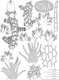 Attēlu rezultāti vaicājumam “Ptilidium pulcherrimum”