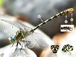 Attēlu rezultāti vaicājumam “Onychogomphus forcipatus”