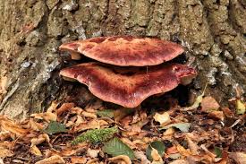 Attēlu rezultāti vaicājumam “Fistulina hepatica”